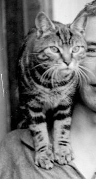 Mrs Chippy
